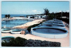 CAYMAN ISLANDS, BWI British West Indies ~ CAYMAN TURTLE FARM  4x6  Postcard