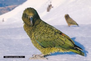 Kea Nestor Notobalis South Island New Zealand Bird Tiki Postcard