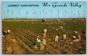Farm~Texas~Rio Grande Valley~Harvesting Carrots Scene~Trucks~1950s Postcard