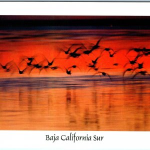 c1980s Magdalena Bay, Mexico, Baja California Sur Bird Island Sunset Chrome M18