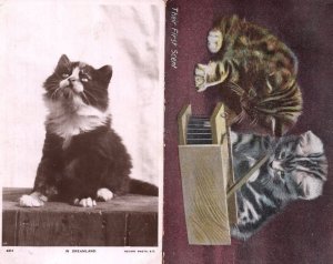 In Dreamland Rotary Cat Kitten Real Photo Antique 2x Postcard