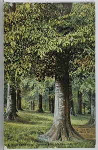 Louiville KY ~ A Bit Beechwood Park 1907 Tuck to St Petersburg Pa Postcard K9