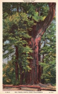 Vintage Postcard 1920's View of Big Trees Wonder Tree Santa Cruz California CA
