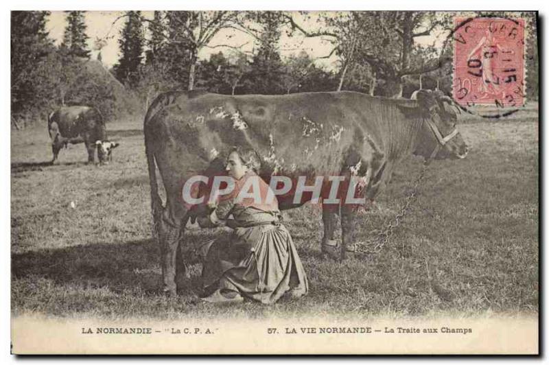 Old Postcard Folklore Normandy Cow Trafficking for fields