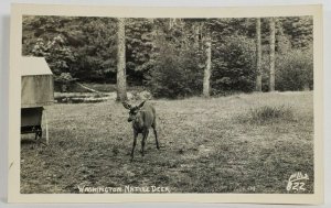 Washington Native Deer Ellis Photo Postcard R10