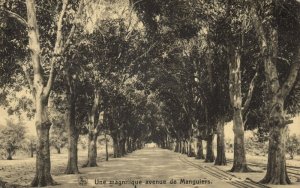 belgian congo, Une Magnifique Avenue de Manguiers, Mango Trees (1920s) Postcard