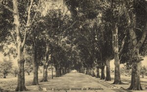 belgian congo, Une Magnifique Avenue de Manguiers, Mango Trees (1920s) Postcard 