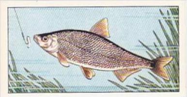 Badshah Tea Trade Card Fish &  Bait No 9 Bleak