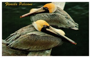 Postcard Bird - Florida Pelicans