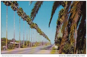 Texas Pharr Palm Bordered State Highway 281 LeadingNorth From Mexico Through ...