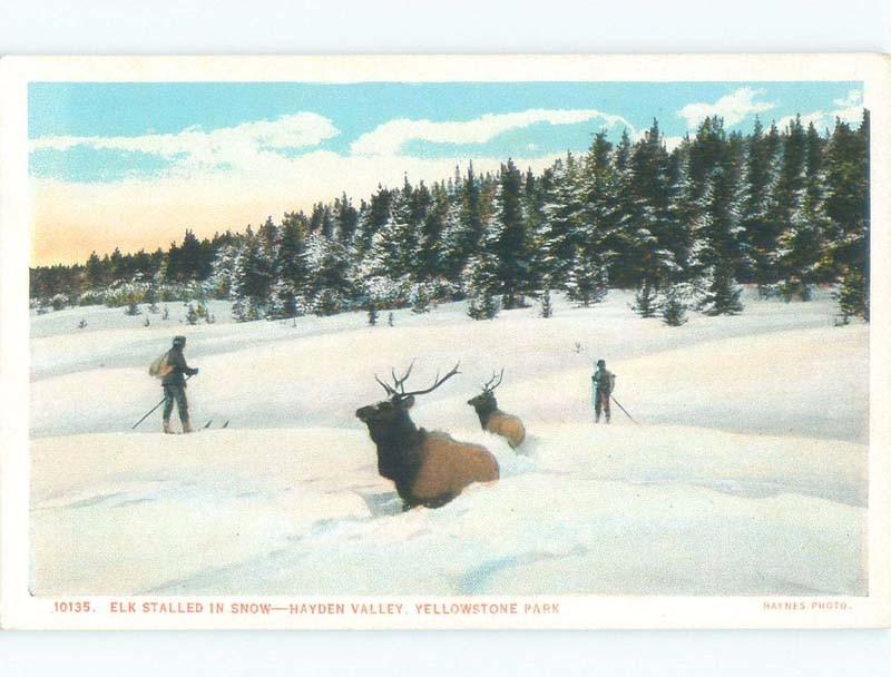 W-Border SKIING BESIDE ELK IN HAYDEN VALLEY Yellowstone National Park WY c8012