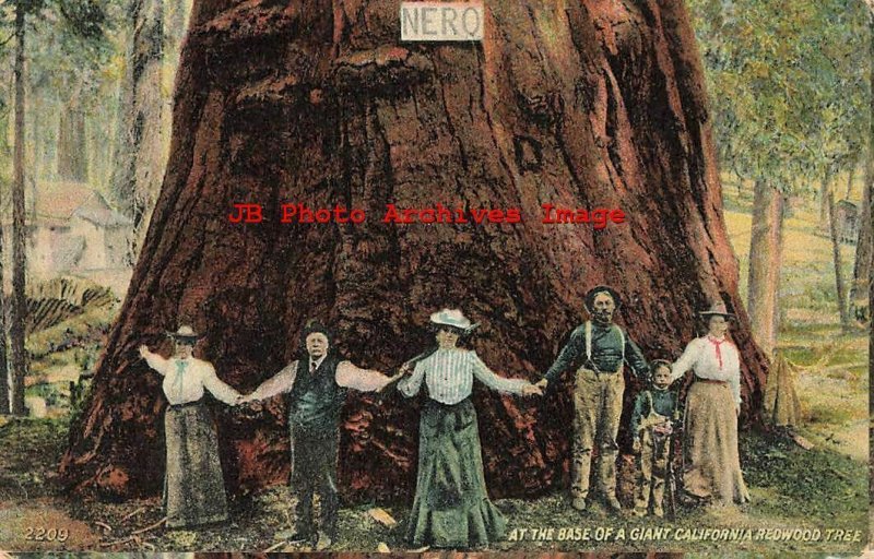 CA, Mountain View Grove, California, People at the Base of Redwood Tree Nero