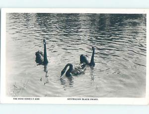 old rppc AUSTRALIAN BLACKS SWAN BIRDS country of Australia HM2042