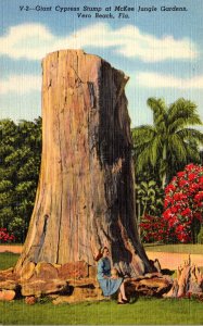 Florida Vero Beach McKee Jungle Gardens Giant Cypress Stump Curteich