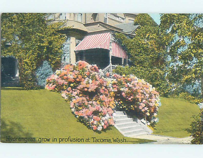 Unused Divided-Back HYDRANGEA FLOWERS AT HOUSE Tacoma Washington WA p1287@