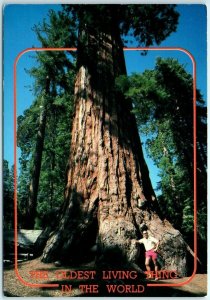 Giant Sequoia Trees in Grant's Grove - Sequoia National Park, California