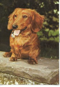 A lonely dog  Modern    German artist photo postcard 1970s