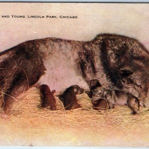 c1910s Chicago, IL Lincoln Park Timber Wolf & Young Cute Dog Postcard ILL A169