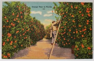 Orange Time in Florida Linen 1953 Saint Petersburg to York Pa Postcard D14