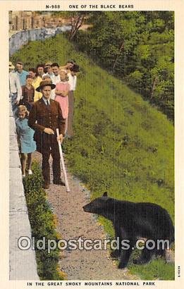 Black Bear Great Smoky Mountains National Park Unused 
