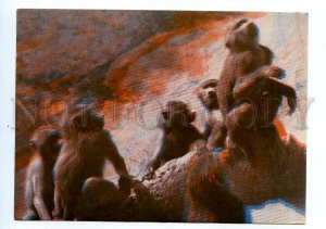 498593 USSR 1967 Abkhazia monkey Sukhumi rhesus macaques stereo volumetric