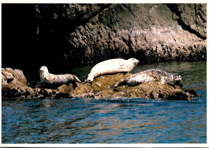 California Seals On The North Coast