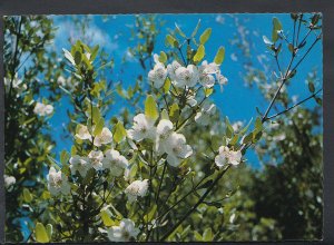 Australia Postcard - Leatherwood Flower, West Coast, Tasmania   RR1961