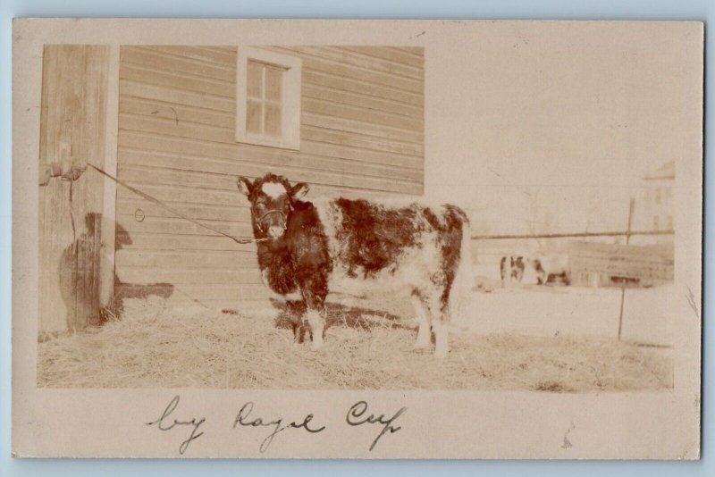 Britton South Dakota SD Postcard RPPC Photo Cow Calf Farming c1910's Antique