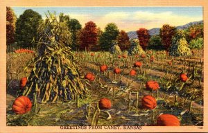 Kansas Greetings From Caney With Pumpkin Field