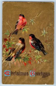 c1910's Christmas Greeting Birds On The Tree Branch Embossed Antique Postcard