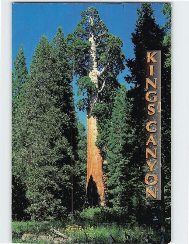 Postcard General Grant Tree, Kings Canyon National Park, California