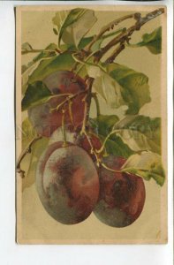 462037 Catharina KLEIN Plums on Tree Vintage postcard Wezel #428
