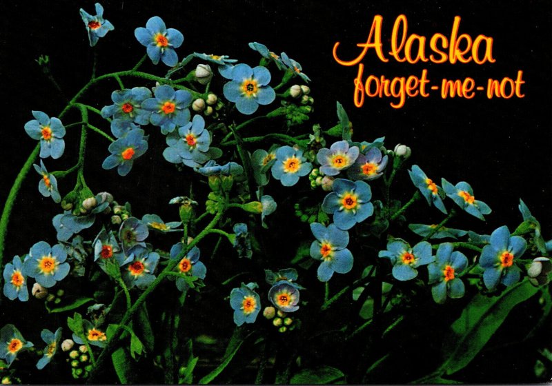 Alaska State Flower Forget-Me-Not