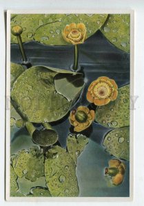 427929 Flower Nuphar luteum Vintage Sammelwerk Tobacco Card w/ ADVERTISING