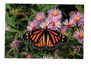 5 X 7 The Monarch Butterfly Postcard