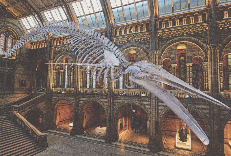 Giant Suspended 25.2 Metre Blue Whale Skeleton London Museum Postcard