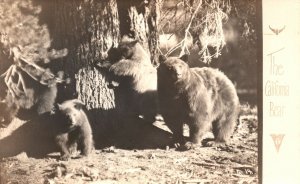 California Bear Mother And Two Cubs Forest Jungle Animals Vintage Postcard