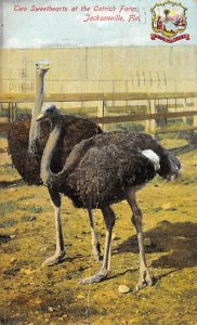 Ostrich Farm Jacksonville FL Postcard