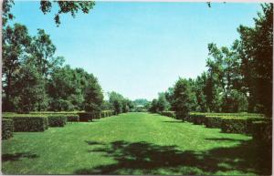 postcard IL - Lisle - Morton Arboretum - The Hedge Garden