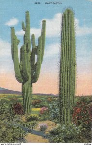 Giant Cactus , 1930-40s