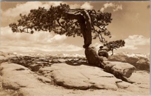 RPPC The Fallen Jeffrey Pine Tree at Sentinel Dime Yosemite c1940s Postcard Z18