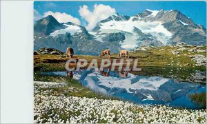 Postcard Modern Wollgras Berninapass am See mit Piz Cambrena