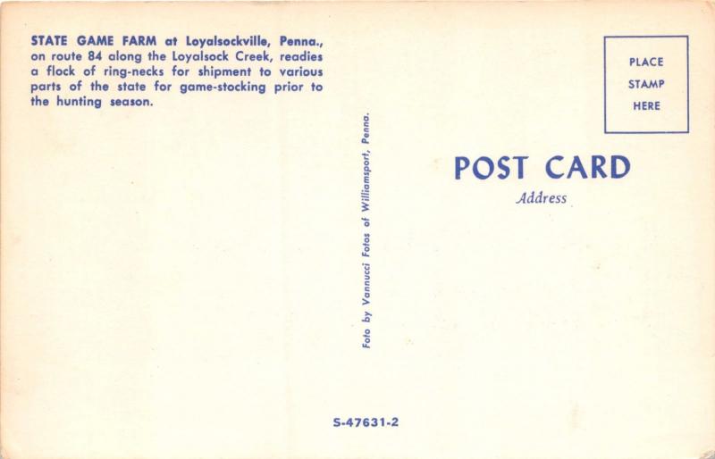 LOYALSOCKVILLE PA STATE GAME FARM~RING-NECK PHEASANTS FOR STOCKING POSTCARD 1960 