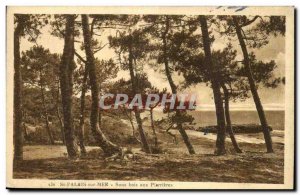 Sant Palais sur Mer Old Postcard undergrowth to PIERRIERES