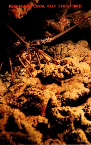 Florida Key Largo Florida Lobster In Reef Formation In Pennekamp Coral Reef S...