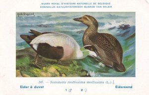 Common Eider Somateria Mollissima WW2 Bird Vintage Rare Postcard