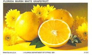 Florida Marsh White Grapefruit  Grapefruit Groves FL