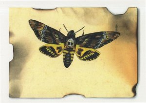 Butterfly Moth Close To The Flame Insect Glory Painting Postcard