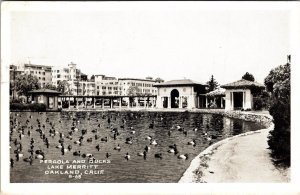 Pergola and Ducks at Lake Merritt, Oakland California Vintage Postcard JD28