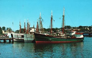 Vintage Postcard Part Of Famous Gloucester Fleet Cape Ann Massachusetts Curtis